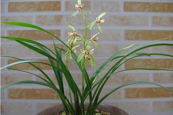 建兰什么时候开花(花期是几月) 怎样调控盆栽建兰的花期