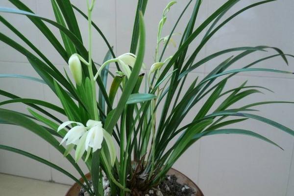 建兰怎么浇水(多久浇一次) 建兰怎么施肥