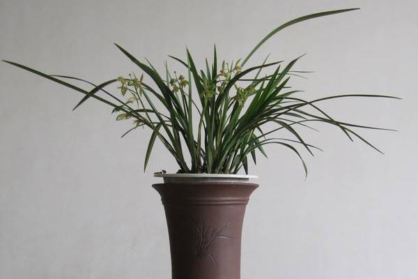 建兰怎么浇水(多久浇一次) 建兰怎么施肥