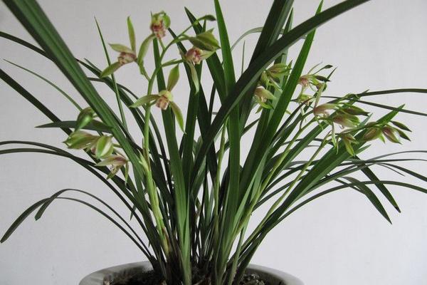 建兰怎么浇水(多久浇一次) 建兰怎么施肥