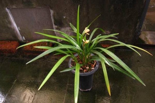 建兰怎么浇水(多久浇一次) 建兰怎么施肥