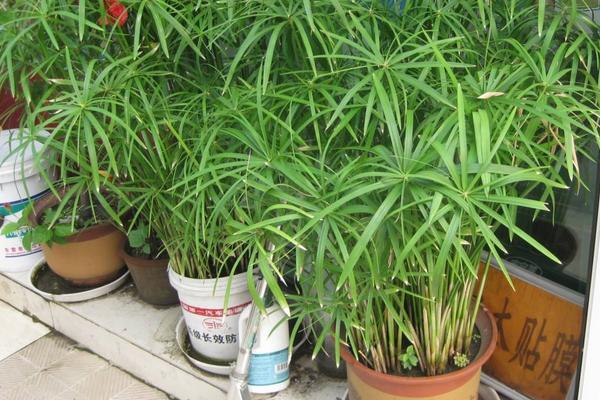 旱伞草怎么养 旱伞草养殖方法与注意事项