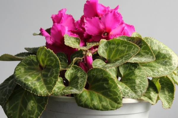 仙客来怎么浇水（多久浇一次）仙客来繁殖方法