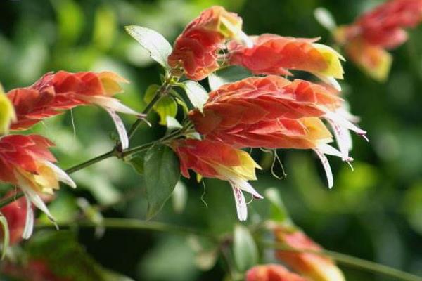 虾衣花和金苞花的区别是 虾衣花作用