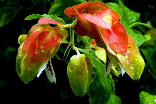 虾衣花和金苞花的区别是 虾衣花作用