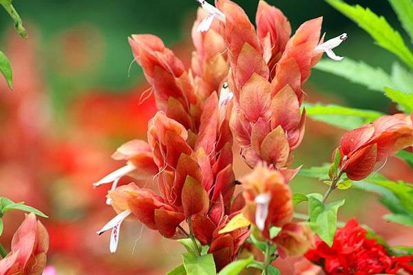 虾衣花和金苞花的区别是 虾衣花作用