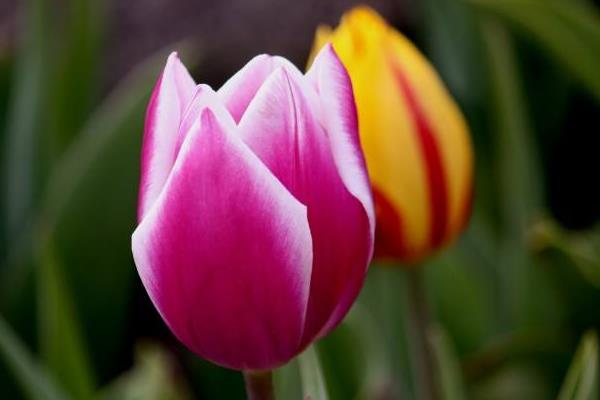 盆栽郁金香怎么浇水(多久浇一次)盆栽郁金香怎么种