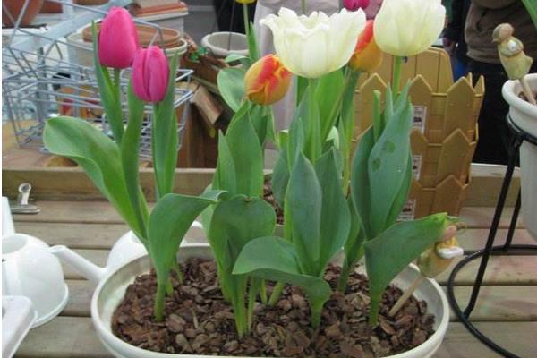 盆栽郁金香怎么浇水(多久浇一次)盆栽郁金香怎么种