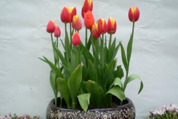 盆栽郁金香怎么浇水(多久浇一次)盆栽郁金香怎么种