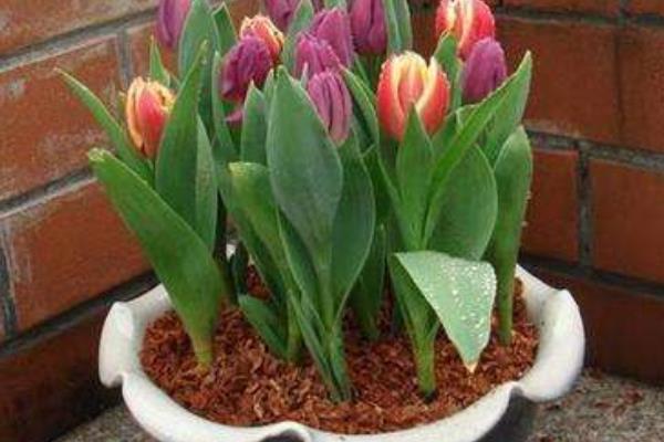 盆栽郁金香怎么浇水(多久浇一次)盆栽郁金香怎么种