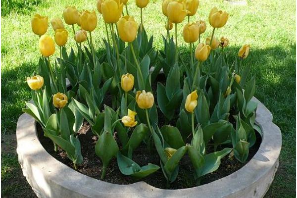 盆栽郁金香怎么浇水(多久浇一次)盆栽郁金香怎么种