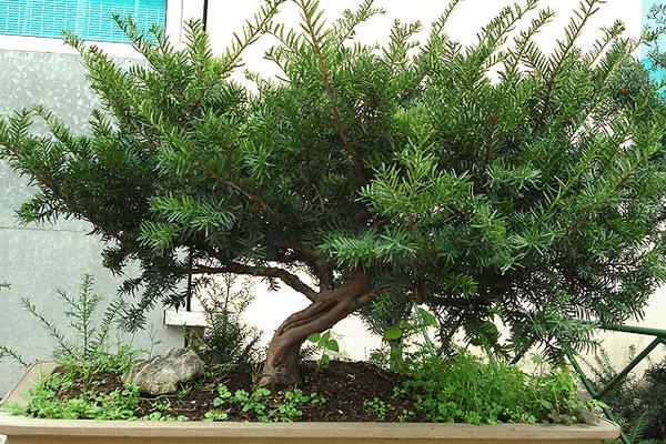 盆栽红豆杉怎么浇水(多久浇一次) 盆栽红豆杉繁殖方法