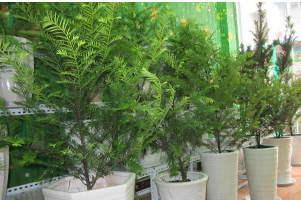 盆栽红豆杉怎么浇水(多久浇一次) 盆栽红豆杉繁殖方法