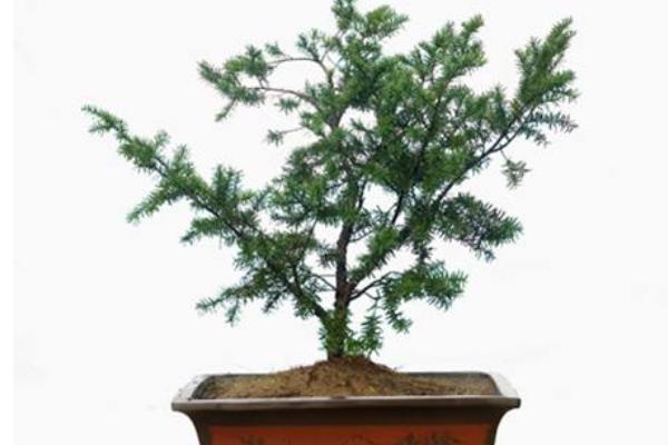 盆栽红豆杉怎么浇水(多久浇一次) 盆栽红豆杉繁殖方法