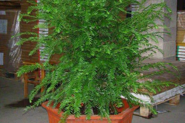 盆栽红豆杉怎么浇水(多久浇一次) 盆栽红豆杉繁殖方法