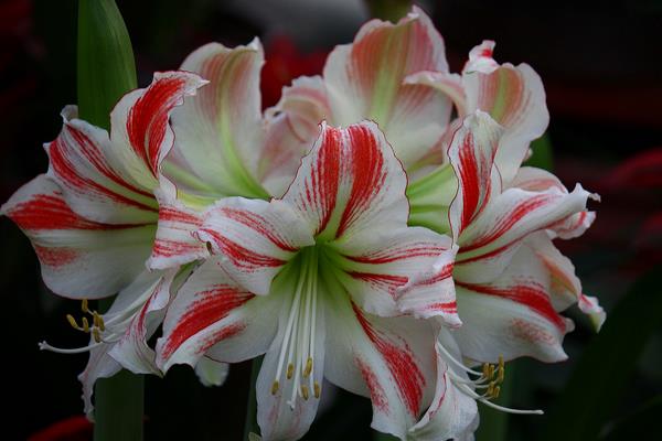 朱顶红图片大全 朱顶红花语及寓意 朱顶红有哪些品种