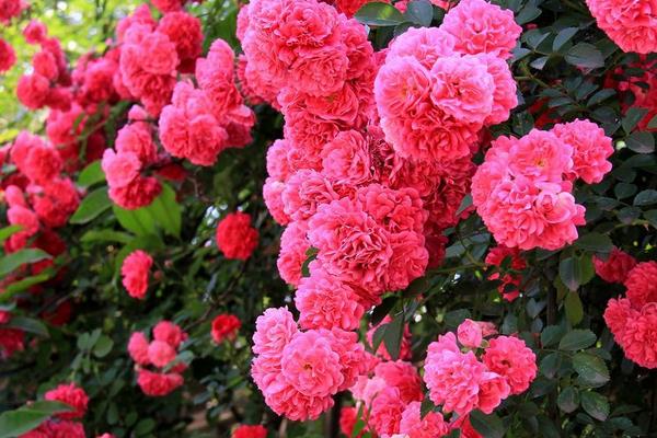 藤本月季和蔷薇的区别是什么 藤本月季和蔷薇哪个好