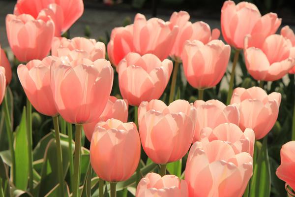 送郁金香代表什么意思(送多少朵) 郁金香适合送什么人