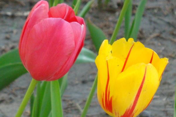 送郁金香代表什么意思(送多少朵) 郁金香适合送什么人