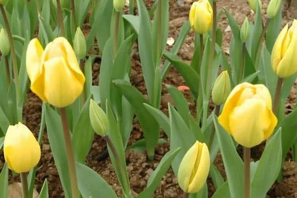 送郁金香代表什么意思(送多少朵) 郁金香适合送什么人