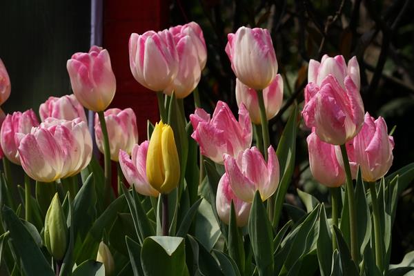 送郁金香代表什么意思(送多少朵) 郁金香适合送什么人