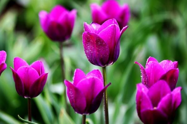 送郁金香代表什么意思(送多少朵) 郁金香适合送什么人