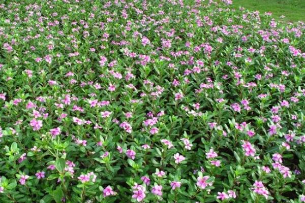 长春花图片大全 长春花有哪些品种 长春花花语