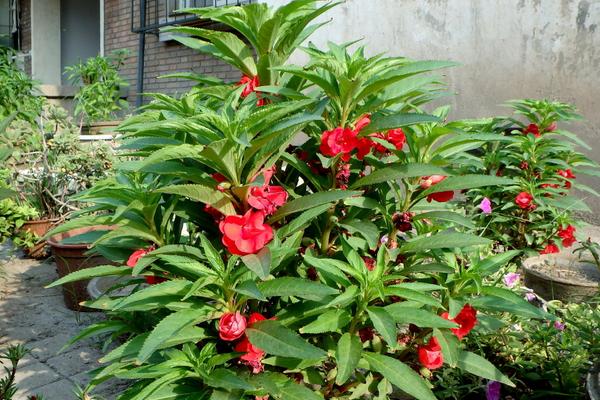凤仙花什么时候开花(几月) 凤仙花好养吗