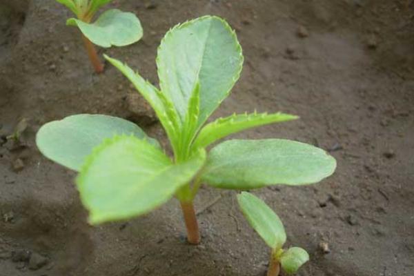 凤仙花什么时候开花(几月) 凤仙花好养吗