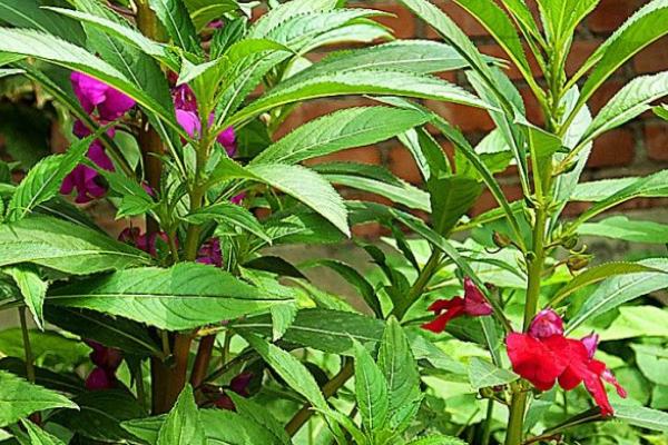 凤仙花什么时候开花(几月) 凤仙花好养吗