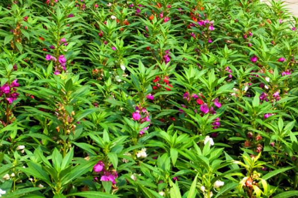 凤仙花什么时候开花(几月) 凤仙花好养吗