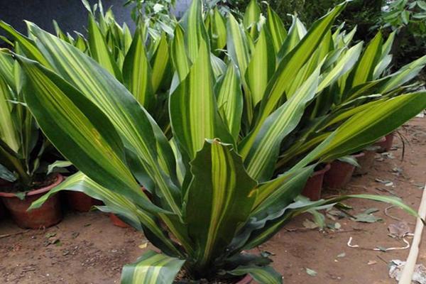 巴西铁市场价格多少钱盆 巴西铁的作用