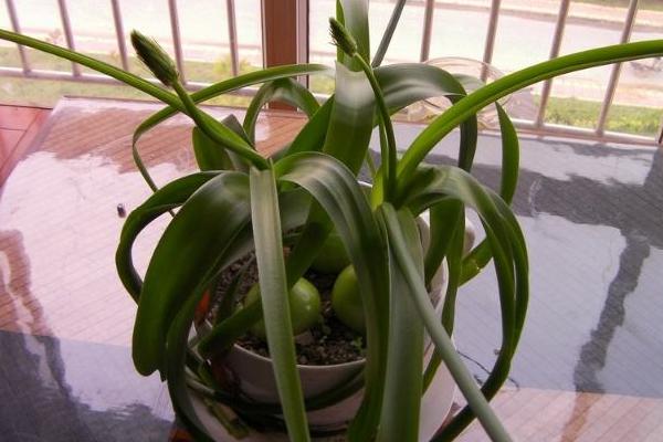 虎眼万年青怎么吃 虎眼万年青能治什么