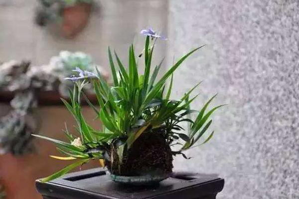 鸢尾花有毒吗 鸢尾能放在室内卧室吗