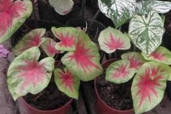 五彩芋怎么养 五彩芋养殖方法与注意事项