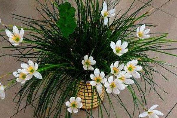 葱兰图片大全 葱兰可以水培养殖吗