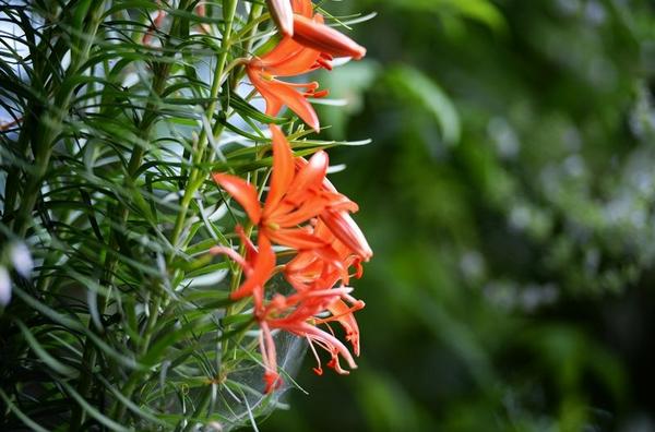 山丹丹花图片大全 山丹丹花花语及寓意 山丹丹花是什么花