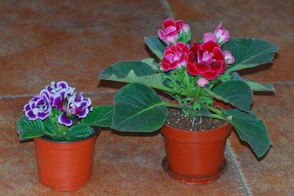 大岩桐花有毒吗 大岩桐花能放在室内卧室吗