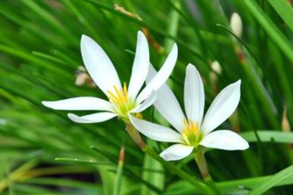 葱兰怎么养 葱兰养殖方法与注意事项