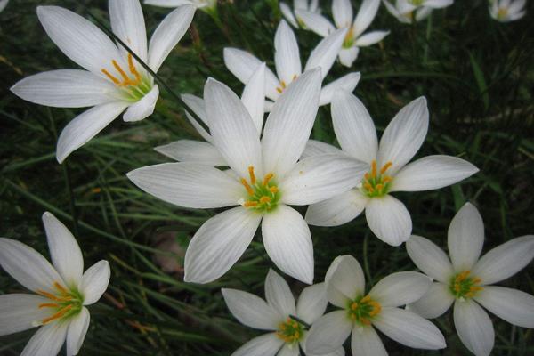 葱兰怎么养 葱兰养殖方法与注意事项