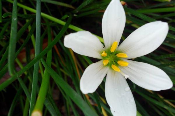 葱兰怎么养 葱兰养殖方法与注意事项