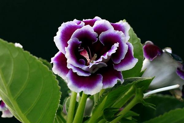 大岩桐花怎么扦插繁殖  大岩桐花的播种方法