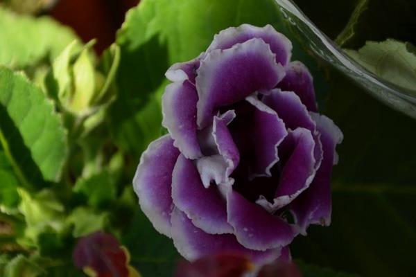 大岩桐花怎么扦插繁殖 大岩桐花的播种方法