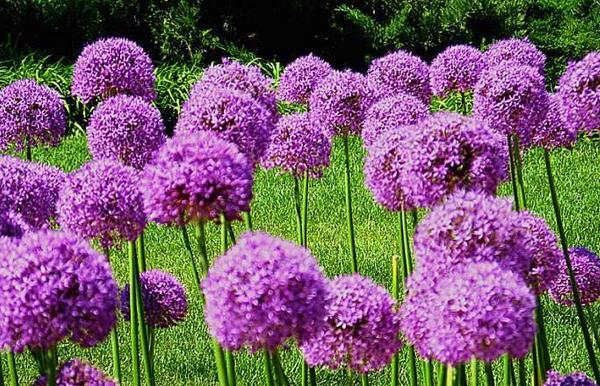 大花葱怎么养 大花葱养殖方法与注意事项