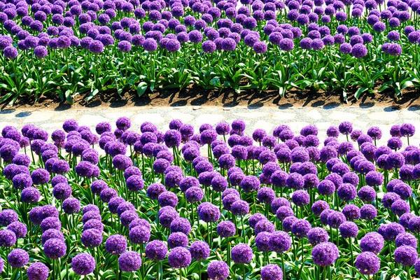 大花葱怎么养 大花葱养殖方法与注意事项