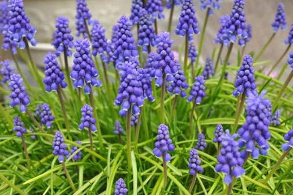 葡萄风信子怎么养 葡萄风信子养殖方法与注意事项