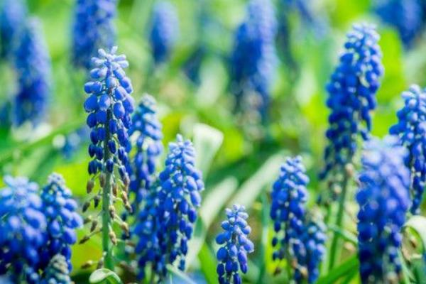 葡萄风信子图片大全 葡萄风信子种子怎么种