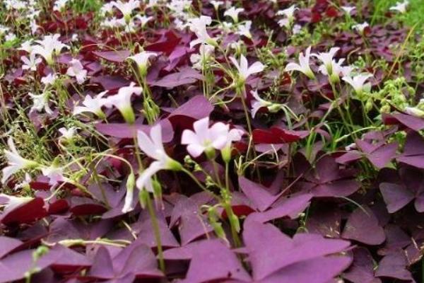 紫叶酢浆草功效与作用 紫叶酢浆草药用价值