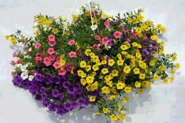 百万小铃什么时候开花(几月) 百万小铃的花能开多久