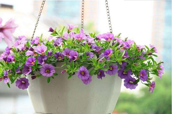 百万小铃什么时候开花(几月) 百万小铃的花能开多久